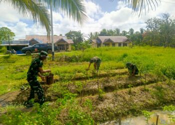 Satgas Yonif 123/Rajawali Perkuat Ketahanan Pangan Warga Kiwiro Melalui Program Hanpangan