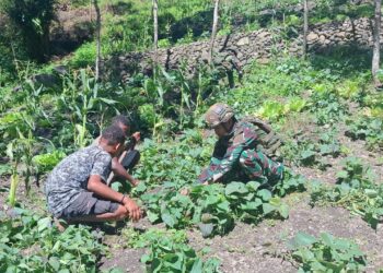 Wujudkan Ketahanan Pangan di Pedalaman Papua, Satgas Yonif 521/DY Dukung Kemandirian Masyarakat Distrik Kurima
