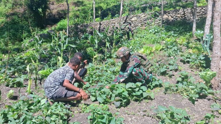 Wujudkan Ketahanan Pangan di Pedalaman Papua, Satgas Yonif 521/DY Dukung Kemandirian Masyarakat Distrik Kurima