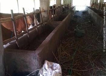 Diduga Bantuan Ternak Disalahgunakan, Anggota Kelompok Tani Sejahtera Minta Aparat Turun Tangan