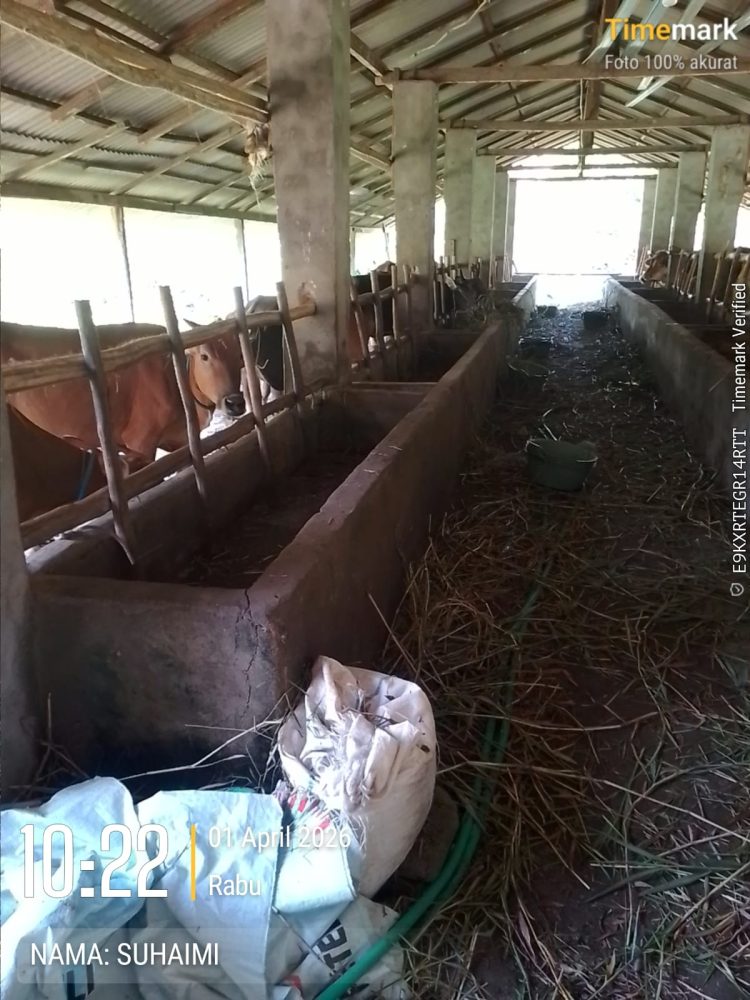 Diduga Bantuan Ternak Disalahgunakan, Anggota Kelompok Tani Sejahtera Minta Aparat Turun Tangan   