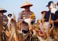 Polres Metro Bekasi Panen Raya Jagung Kuartal 1 di Lahan Ketahanan Pangan Polda Metro Jaya