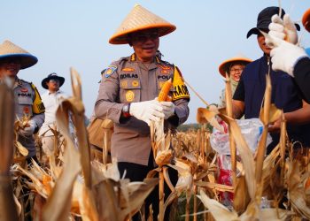 Polres Metro Bekasi Panen Raya Jagung Kuartal 1 di Lahan Ketahanan Pangan Polda Metro Jaya
