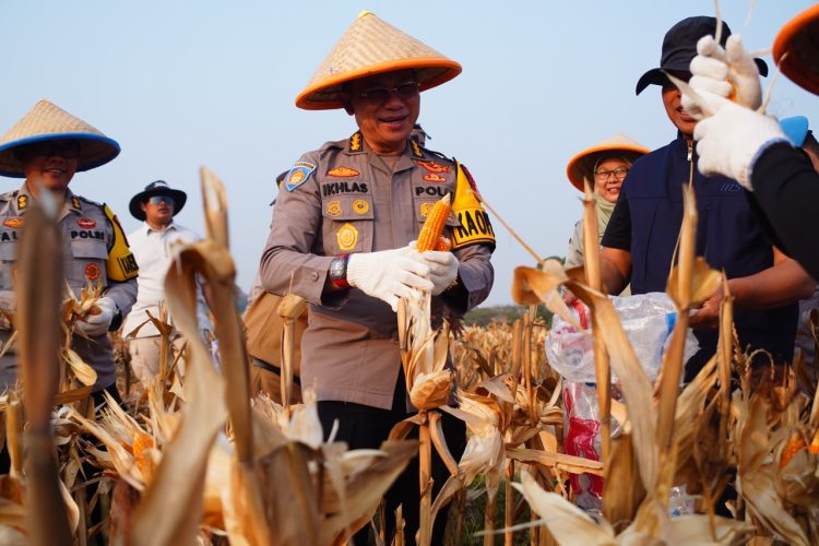 Polres Metro Bekasi Panen Raya Jagung Kuartal 1 di Lahan Ketahanan Pangan Polda Metro Jaya