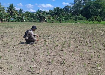 Kapolsek Menyuke Beserta Kanit Samapta Polsek Menyuke Lakukan Pengecekan Tanaman Jagung