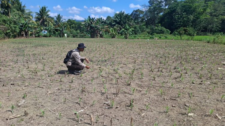 Kapolsek Menyuke Beserta Kanit Samapta Polsek Menyuke Lakukan Pengecekan Tanaman Jagung