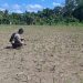 Kapolsek Menyuke Beserta Kanit Samapta Polsek Menyuke Lakukan Pengecekan Tanaman Jagung