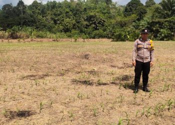 Bintara Penggerak Desa Tunang Aktif Ajak Masyarakat Tanam Jagung Dukung Ketahanan Pangan