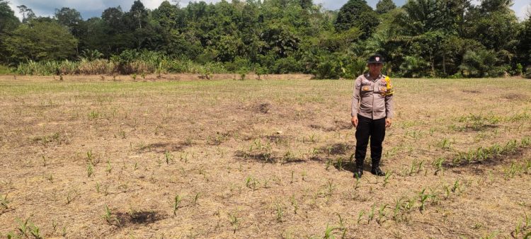 Bintara Penggerak Desa Tunang Aktif Ajak Masyarakat Tanam Jagung Dukung Ketahanan Pangan