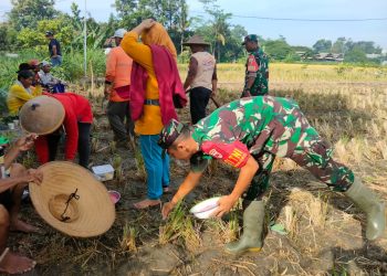 Sinergi Ketahanan Pangan, Serma Yonanda Dampingi Poktan Makmur Tanam Bibit Jagung
