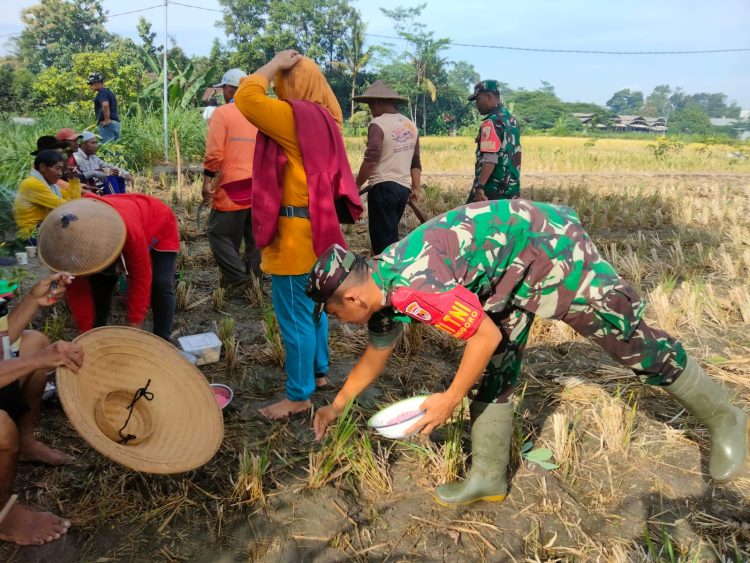 Sinergi Ketahanan Pangan, Serma Yonanda Dampingi Poktan Makmur Tanam Bibit Jagung