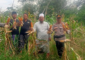 Kapolsek Sebangki Panen Perdana Jagung Jadi Motivasi Tingkatkan Produktivitas Petani
