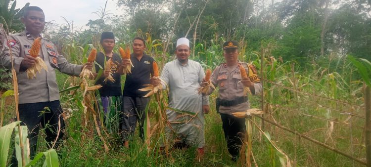 Kapolsek Sebangki Panen Perdana Jagung Jadi Motivasi Tingkatkan Produktivitas Petani
