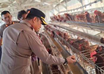 Wakapolres Metro Bekasi Tinjau Kandang Ayam dan Tambak Ikan Rantai Pasok SPPG di Muara Gembong