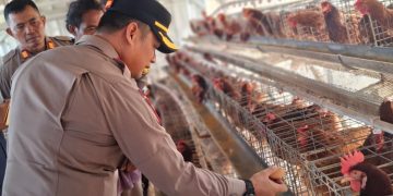 Wakapolres Metro Bekasi Tinjau Kandang Ayam dan Tambak Ikan Rantai Pasok SPPG di Muara Gembong