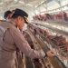 Wakapolres Metro Bekasi Tinjau Kandang Ayam dan Tambak Ikan Rantai Pasok SPPG di Muara Gembong