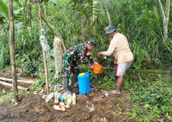 Wujudkan Ketahanan Pangan, Babinsa Kedungbanteng Dampingi Petani Merawat Sawah Warga
