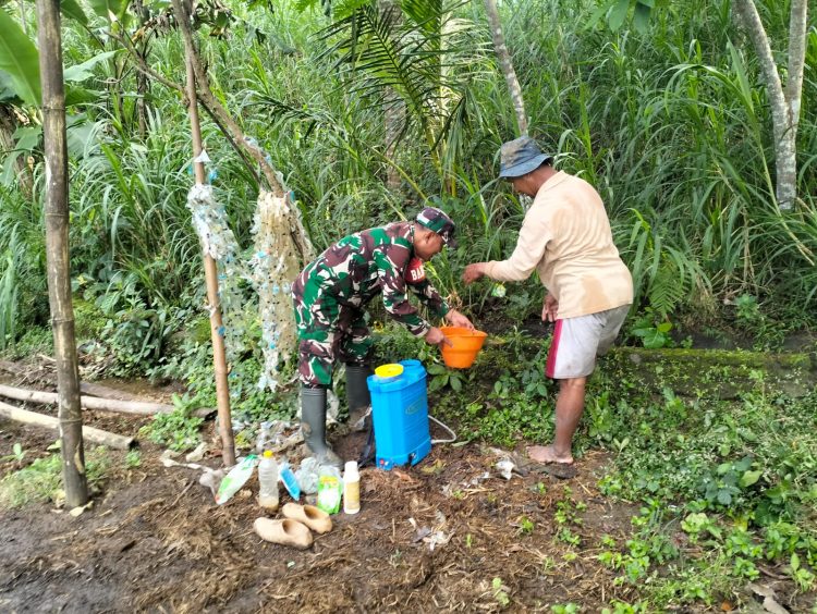 Wujudkan Ketahanan Pangan, Babinsa Kedungbanteng Dampingi Petani Merawat Sawah Warga