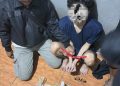 Polsek Cibarusah Ungkap Dugaan Produksi dan Peredaran Tembakau Sintetis, Satu Terduga Pelaku Diamankan